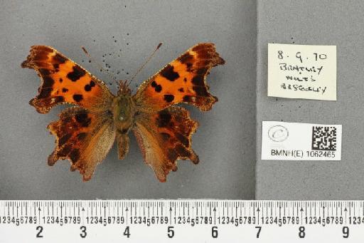 Polygonia c-album ab. nigrolunaria Nitsche, 1912 - BMNHE_1062465_23312