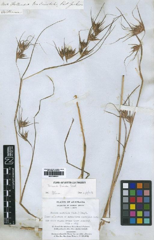 Themeda triandra Forssk. - BM000885881