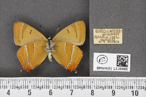 Thecla betulae (Linnaeus, 1758) - BMNHE_1138985_95433