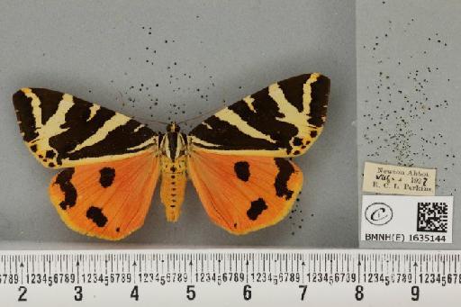 Euplagia quadripunctaria (Poda, 1761) - BMNHE_1635144_209208