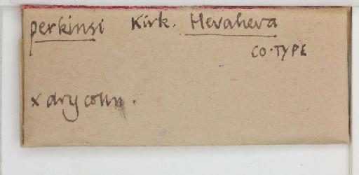 Hevaheva perkinsi Kirkaldy, 1902 - 010724385_additional
