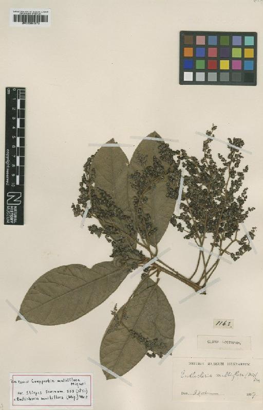 Endlicheria multiflora (Miq.) Mez - BM000993872
