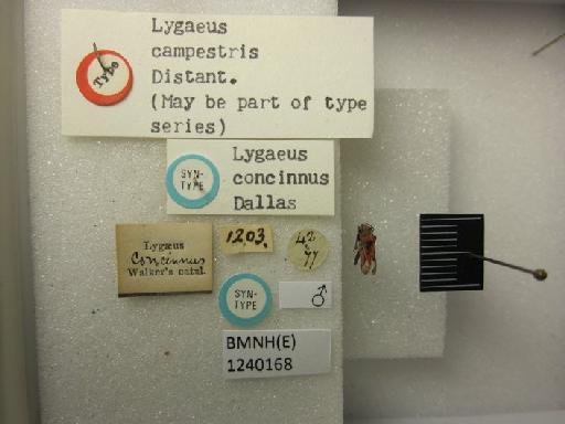 Lygaeus concinnus Dallas, 1852 - Lygaeus concinnus-BMNH(E)1240168-Syntype male dorsal & labels 2