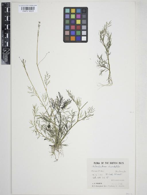 Apium inundatum (L.) Rchb.f. - 015148223