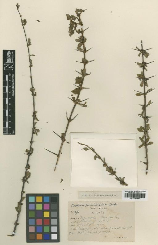 Canthium berberidifolium Geddes - BM000945465