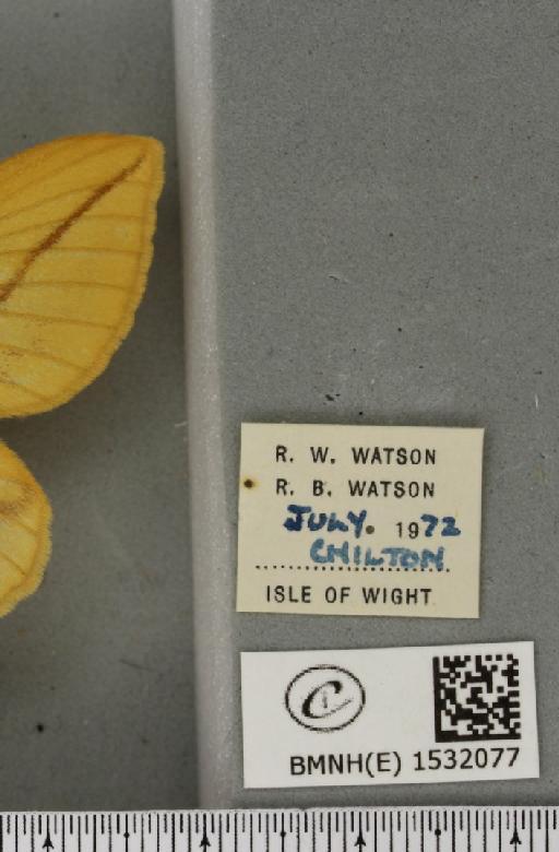 Euthrix potatoria (Linnaeus, 1758) - BMNHE_1532077_label_197550