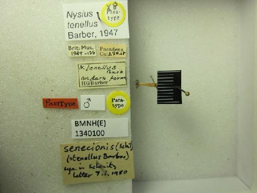 Nysius tenellus Barber, 1947 - Nysius tenellus-BMNH(E)1340100-Paratype male dorsal & labels
