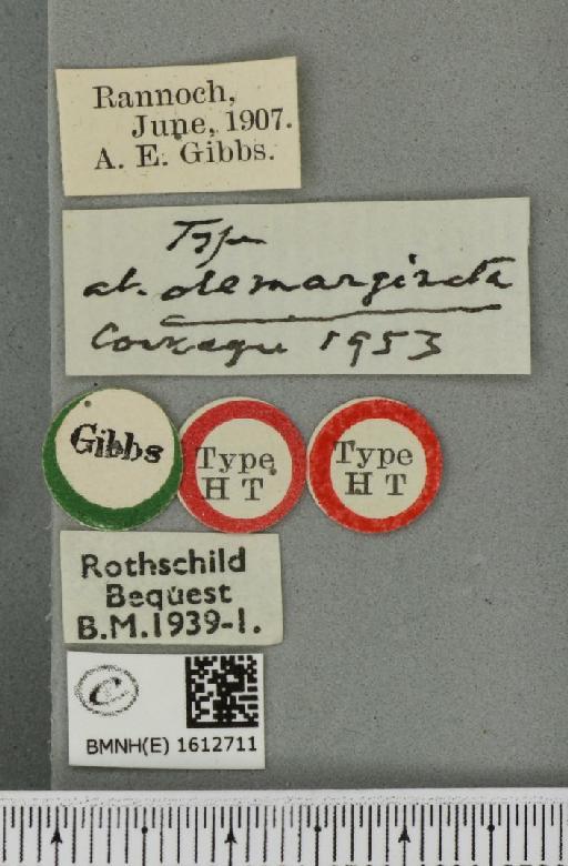 Epirrhoe tristata ab. demarginata Cockayne, 1953 - BMNHE_1612711_label_324375