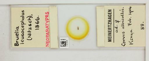 Corvonirmus leucocephalus Nitzsch, 1866 - 010670699_816416_1428480