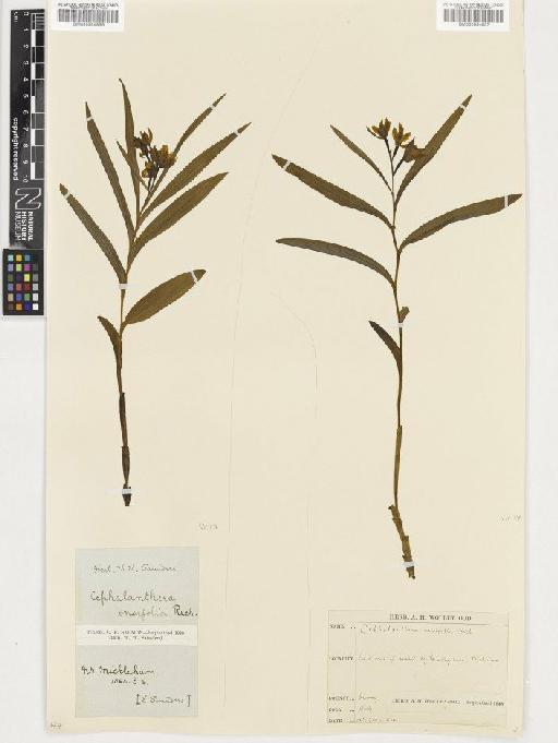 Cephalanthera longifolia (L.) Fritsch - BM000954856