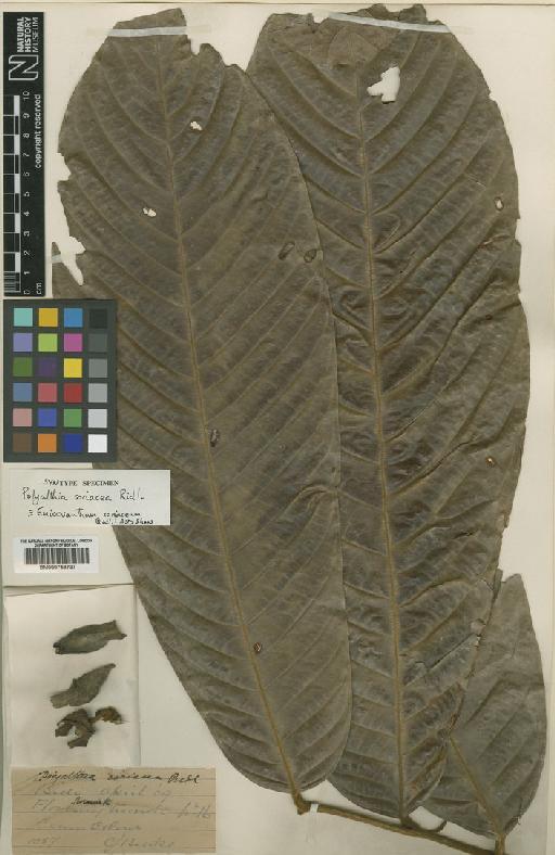 Monoon coriaceum (Ridl.) B.Xue & R.M.K.Saunders - BM000753737