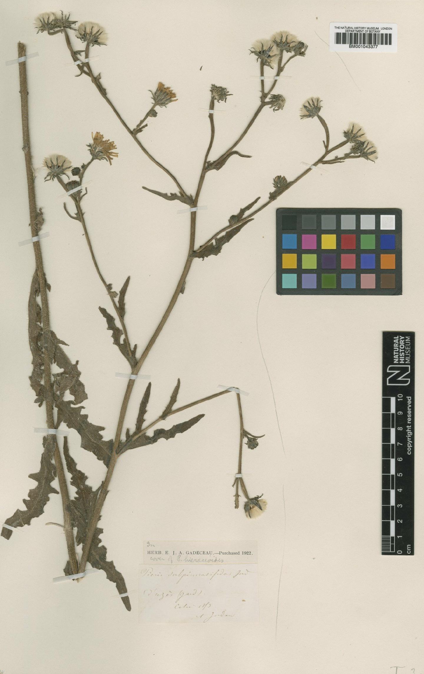 To NHMUK collection (Picris hieracioides subsp. hieracioides L.; Type; NHMUK:ecatalogue:1997616)