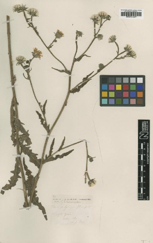 Picris hieracioides subsp. hieracioides L. - BM001043377