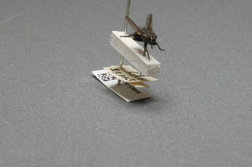 Sarcophaga (Myorhina) nigriventris Meigen, 1826 - 015092046_additional_4