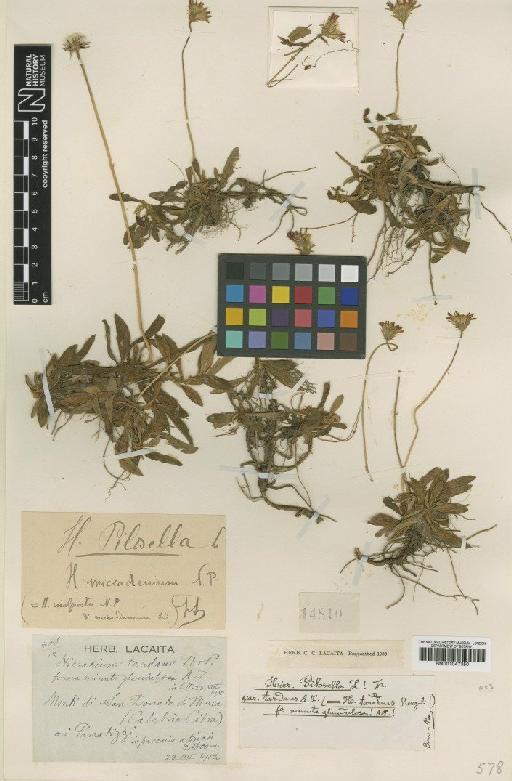 Hieracium niveum subsp. niveum Zahn - BM001047350