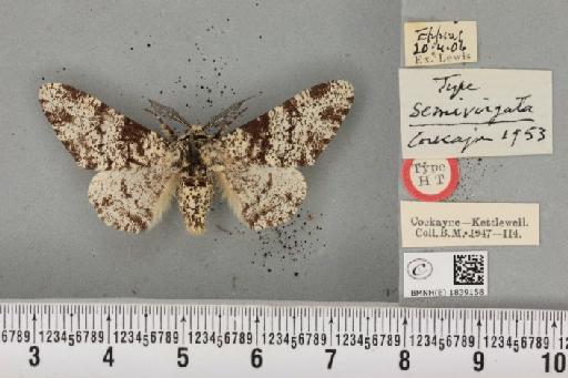 Biston betularia ab. semivirgata Cockayne, 1953 - BMNHE_1839158_412890