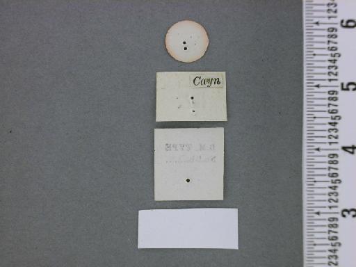 Thecla avoca Hewitson, 1867 - NHMUK010890997_Olynthus_avoca_Hewitson_syntype_Label 2