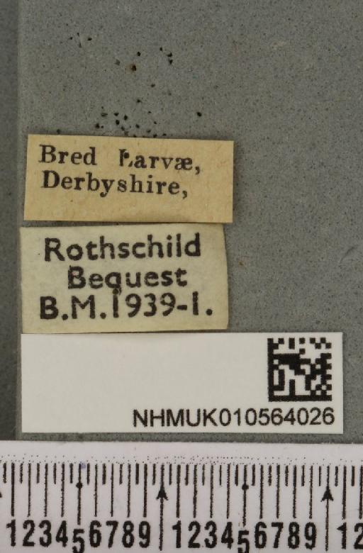 Cirrhia icteritia (Hufnagel, 1766) - NHMUK_010564026_label_621594