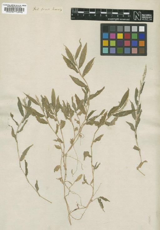 Oplismenus burmanni (Retz.) P.Beauv. - BM000578773