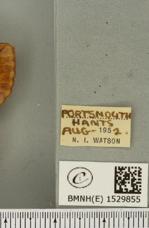 Euthrix potatoria (Linnaeus, 1758) - BMNHE_1529855_label_197299