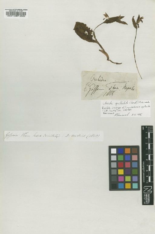 Galearis spathulata (Lindl.) P.F.Hunt - BM000013387