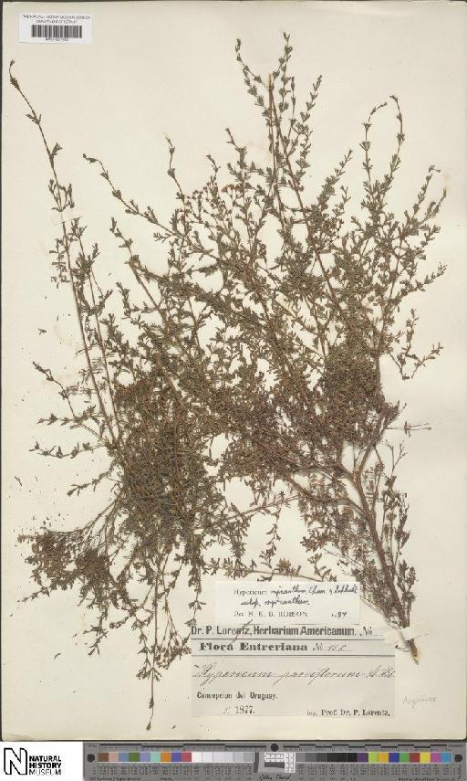 Hypericum myrianthum subsp. myrianthum - BM001207398