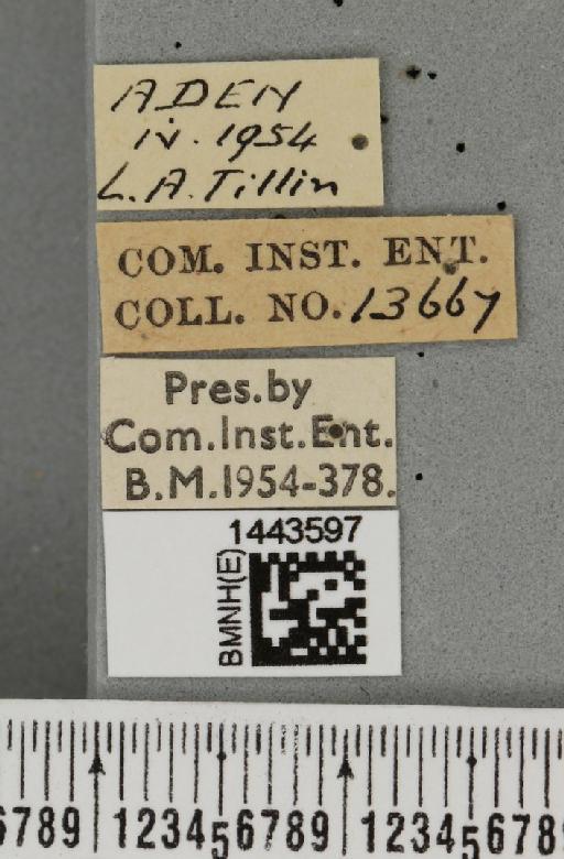 Ceratitis (Ceratalaspis) quinaria (Bezzi, 1918) - BMNHE_1443597_label_43738