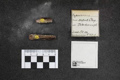 Hypsocormus Wagner, 1860 - 010024917_L010097560