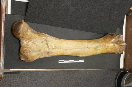 Mammuthus trogontherii (Pohlig, 1885) - PV OR 45139 (image 1)