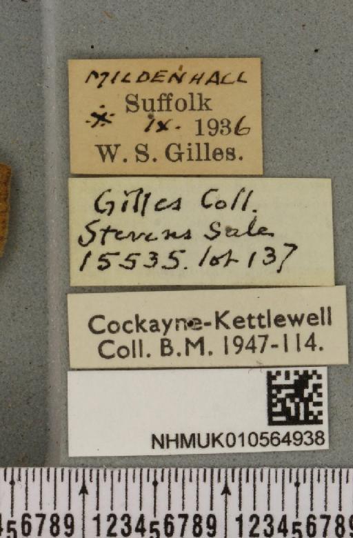 Cirrhia ocellaris (Borkhausen, 1792) - NHMUK_010564938_label_622443