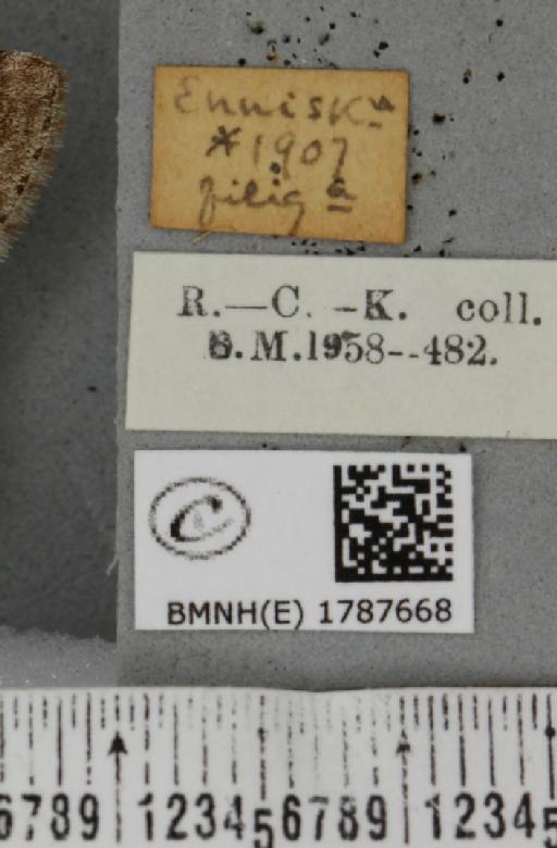 Epirrita filigrammaria ab. polata Westwood, 1845 - BMNHE_1787668_label_361544