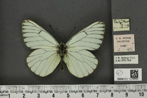 Aporia crataegi (Linnaeus, 1758) - BMNHE_1078989_70040