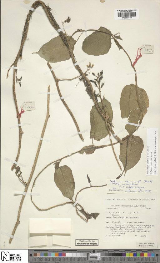 Solanum terminale subsp. inconstans (C.H.Wright) Heine - BM000847528