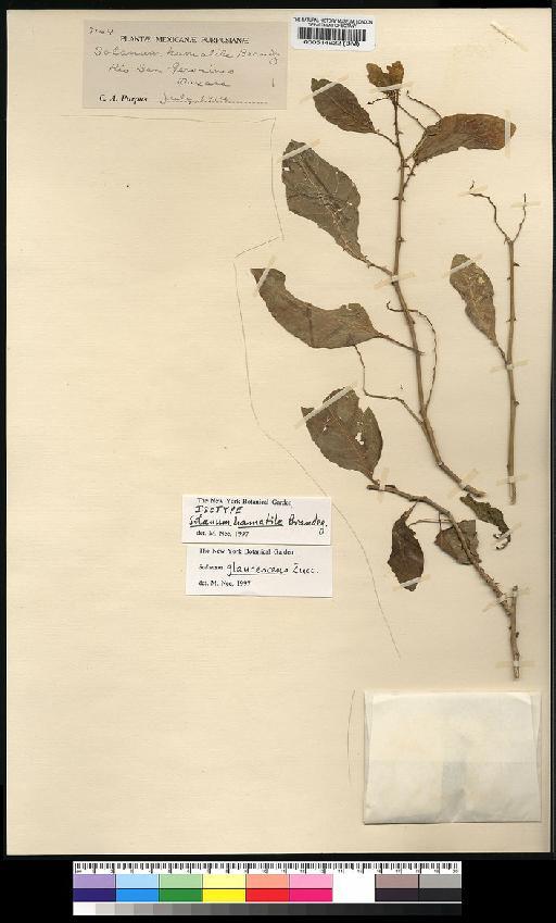 Solanum glaucescens Zucc. - Spruce - BM000514922
