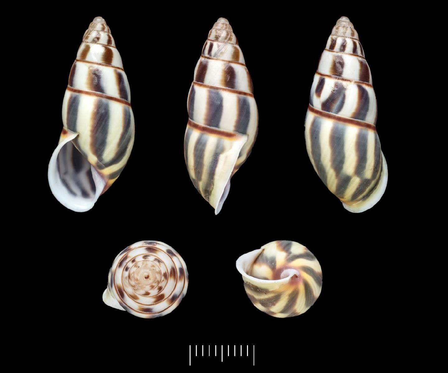 To NHMUK collection (Amphidromus jonabletti Thach, 2019; HOLOTYPE; NHMUK:ecatalogue:9240822)