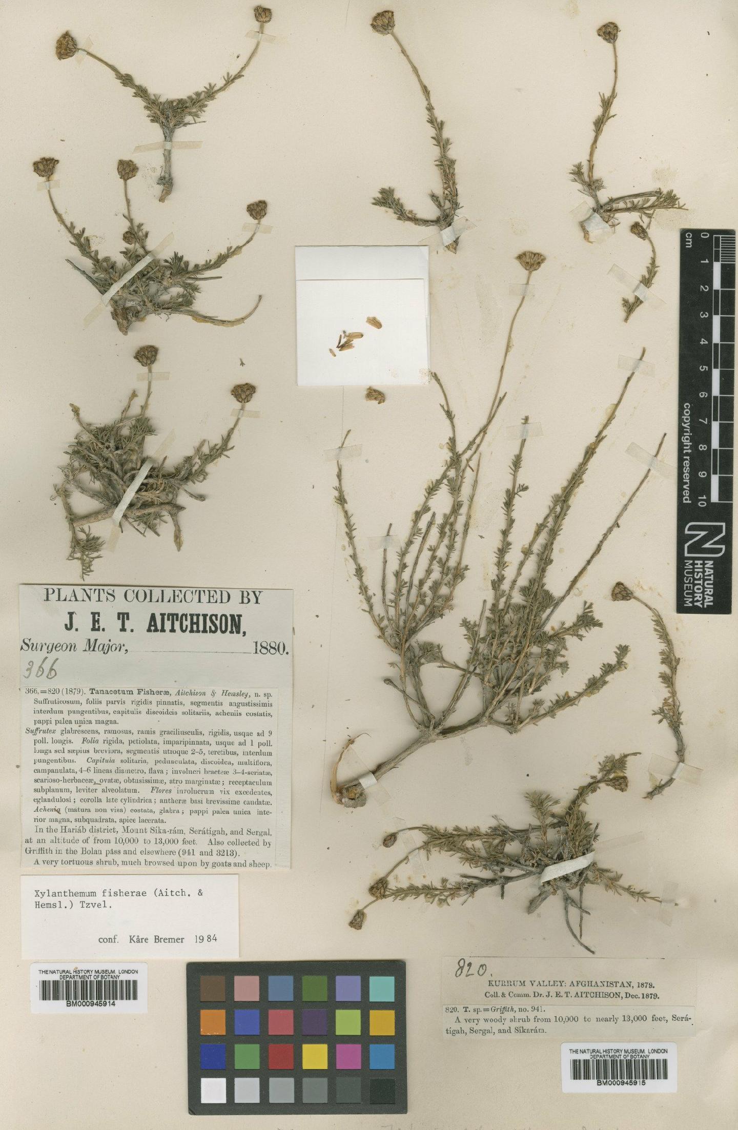 To NHMUK collection (Xylanthemum fisherae (Aitch. & Hemsl.) Tzvelev; Type; NHMUK:ecatalogue:473455)