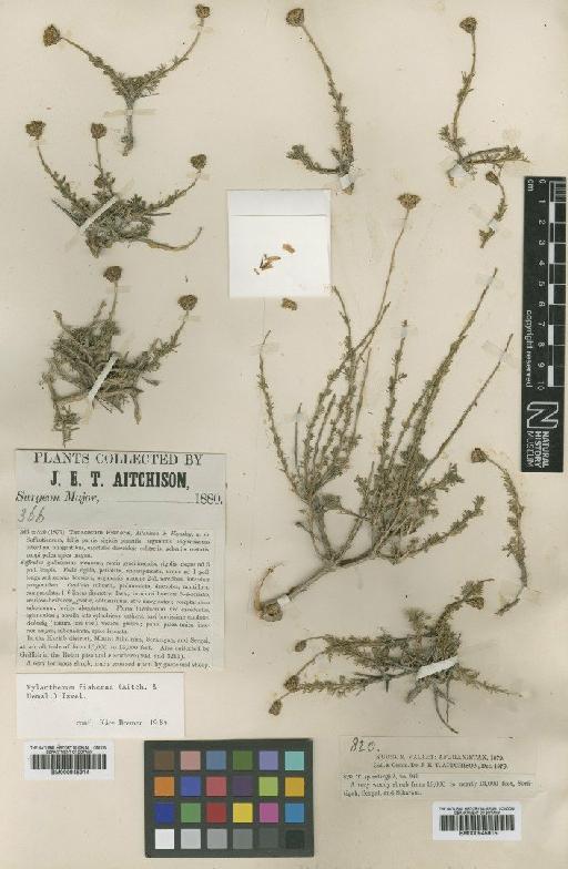 Xylanthemum fisherae (Aitch. & Hemsl.) Tzvelev - BM000945914