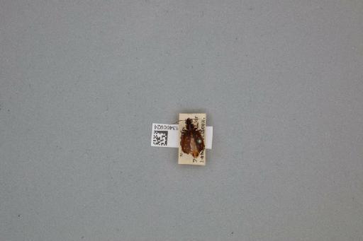 Serrimargo guttiger (Schaum, 1860) - 013460924_247618_951053