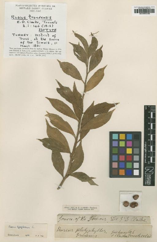 Ruscus hypoglossum L. - BM000958244