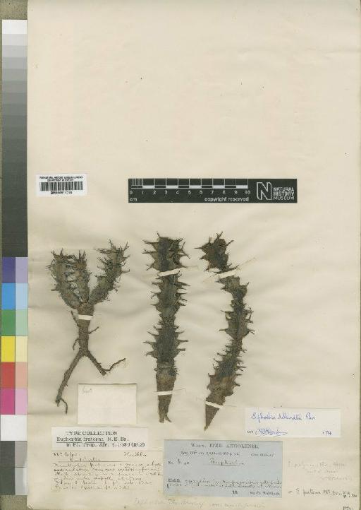Euphorbia dekindtii Pax - BM000911276