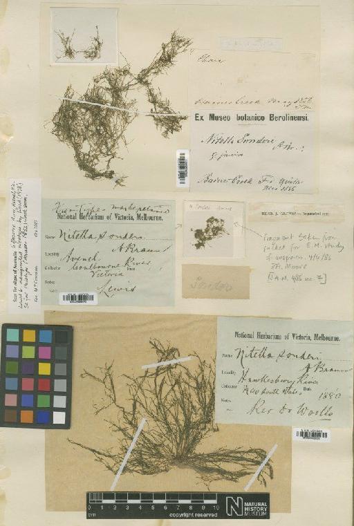 Nitella sonderi A.Braun - BM000989849