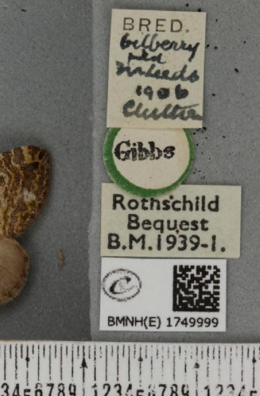 Hydriomena furcata ab. multilineata Nordström, 1935 - BMNHE_1749999_label_327791