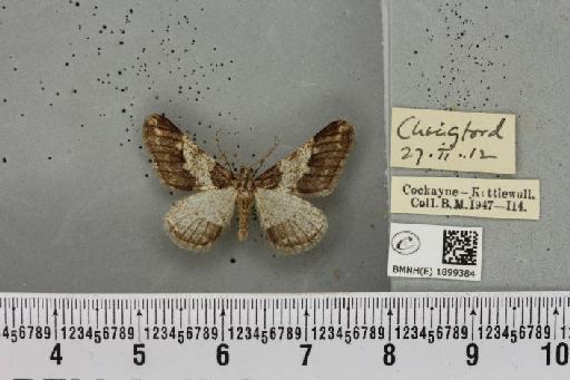 Agriopis leucophaearia ab. nigricaria Hübner, 1799 - BMNHE_1899384_462134