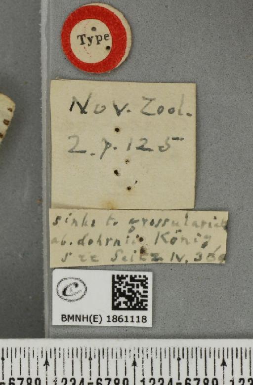 Abraxas grossulariata ab. cuneifora Warren, 1895 - BMNHE_1861118_a_label_417652