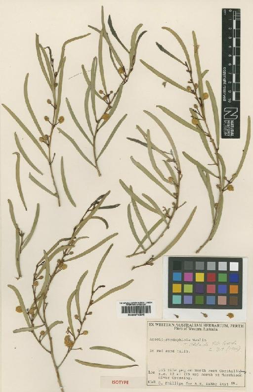 Acacia rhodophloia Maslin - BM000796615