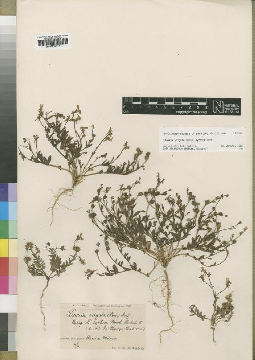 Linaria virgata subsp. syrtica Murb - BM000930571