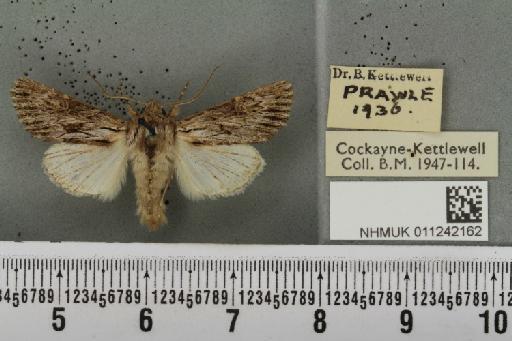 Aporophyla australis pascuea (Humphreys & Westwood, 1843) - NHMUK_011242162_643278