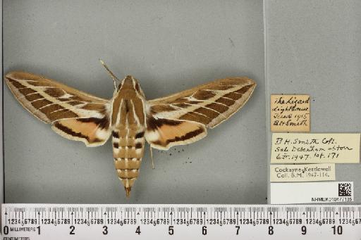 Hyles livornica (Esper, 1780) - NHMUK_010477135_534735