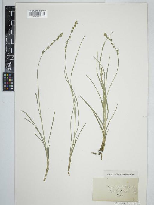 Carex divulsa subsp. divulsa Stokes - BM001131470C