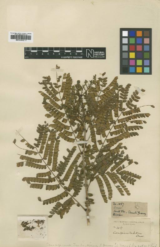 Caesalpinia taubertiana Moore - BM000952014